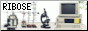 website button for ribo.zone